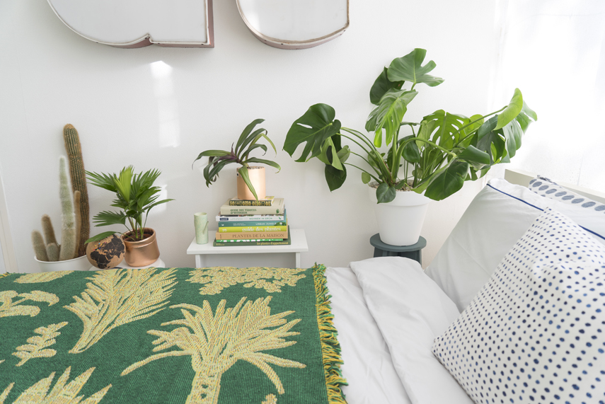 Các loại cây dễ sống như trầu bà, dừa… thường được ưa chuộng